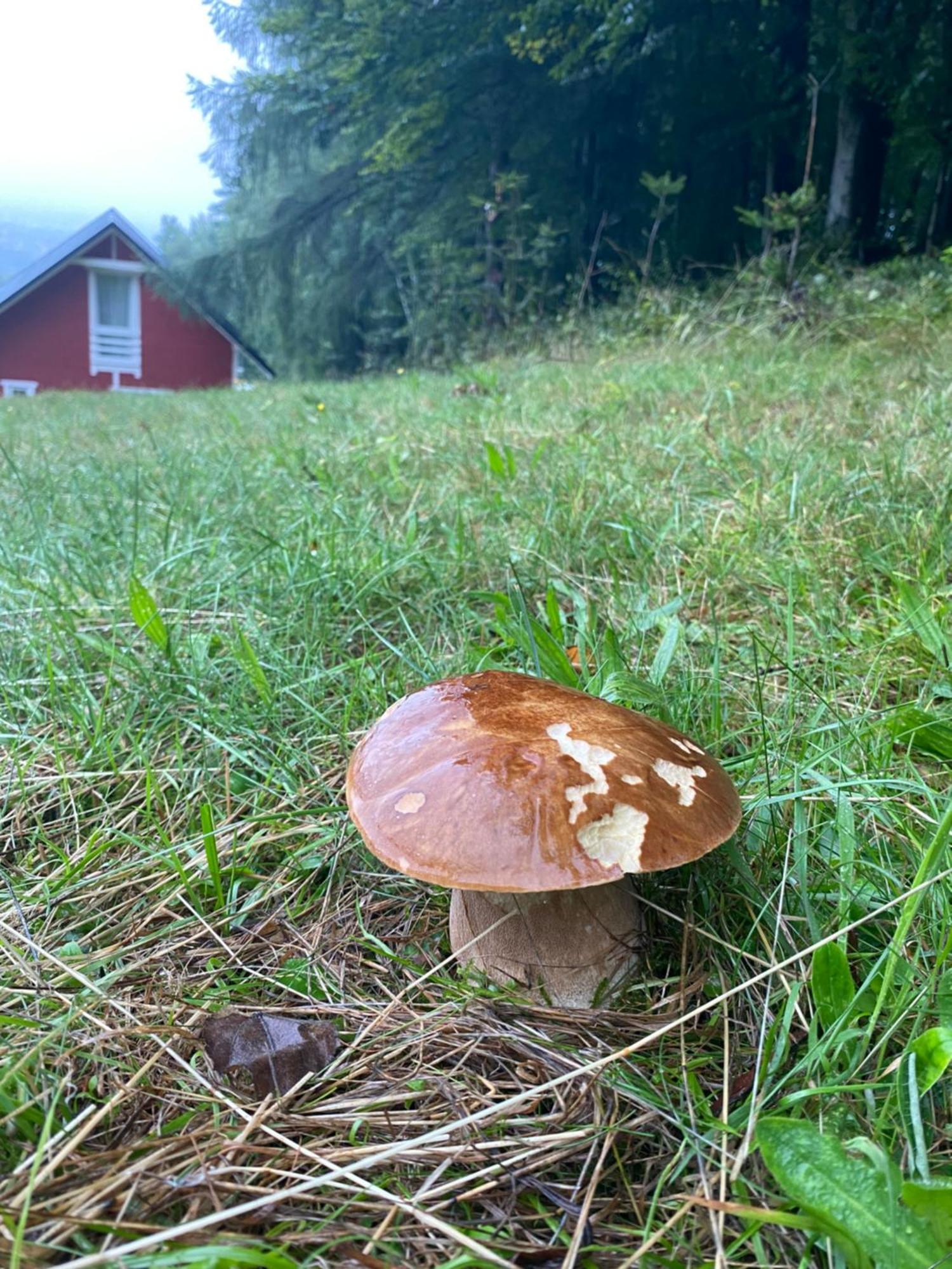 Forest House Targanice Buitenkant foto